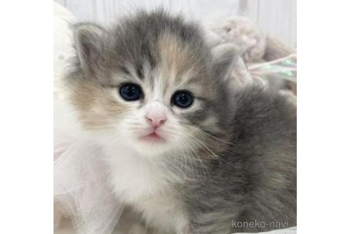 成約済の大阪府のサイベリアン-45892の19枚目